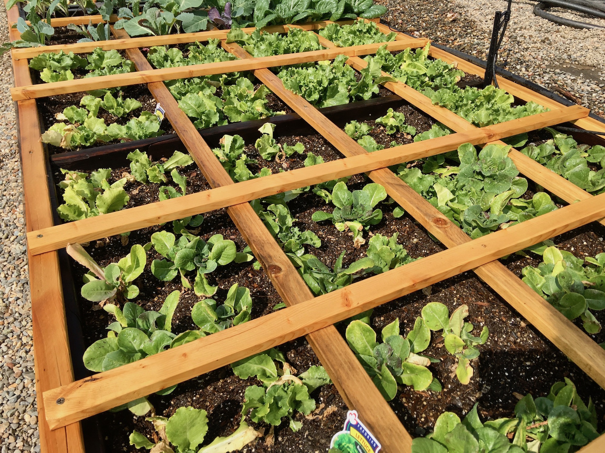 Square Foot Gardening Brussel Sprouts | Fasci Garden